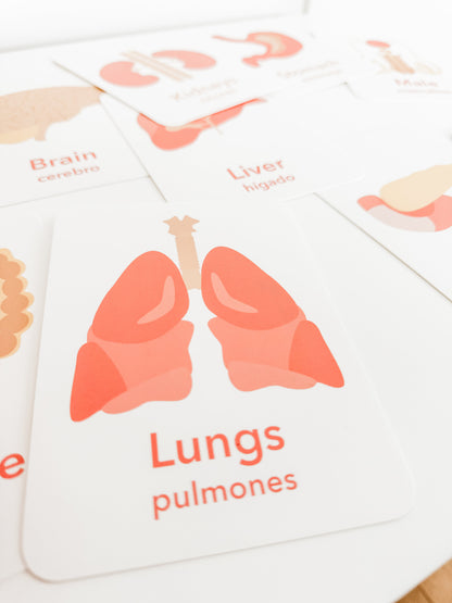 Organs Flashcards