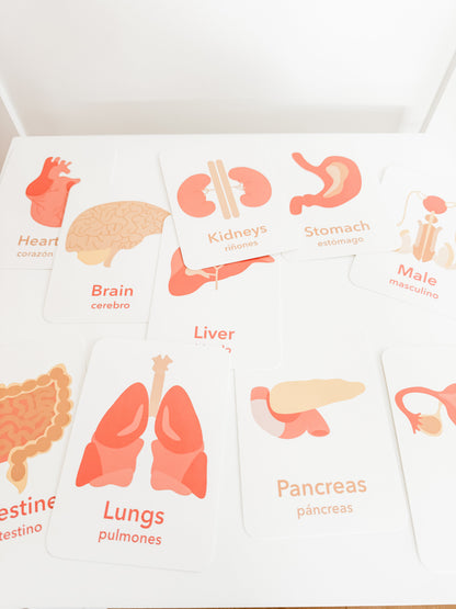 Organs Flashcards