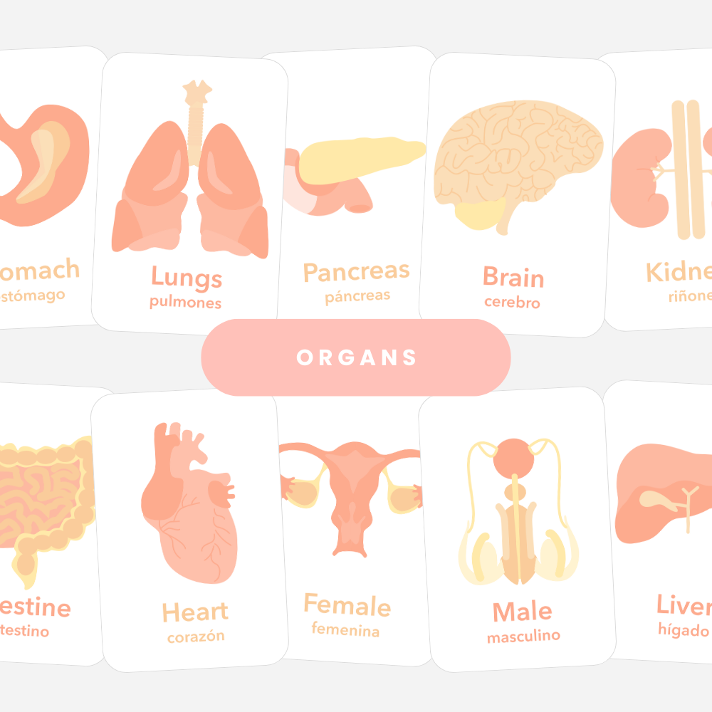 Organs Flashcards