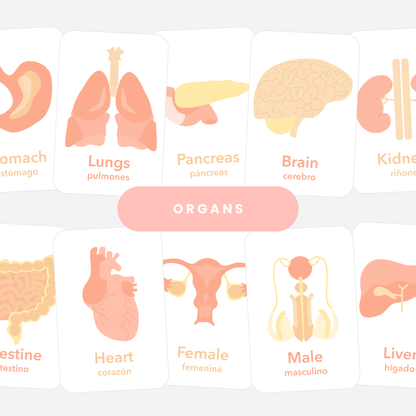 Organs Flashcards